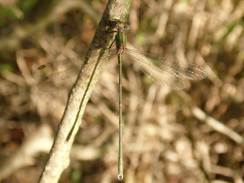 Odonati del Parco del Ticino